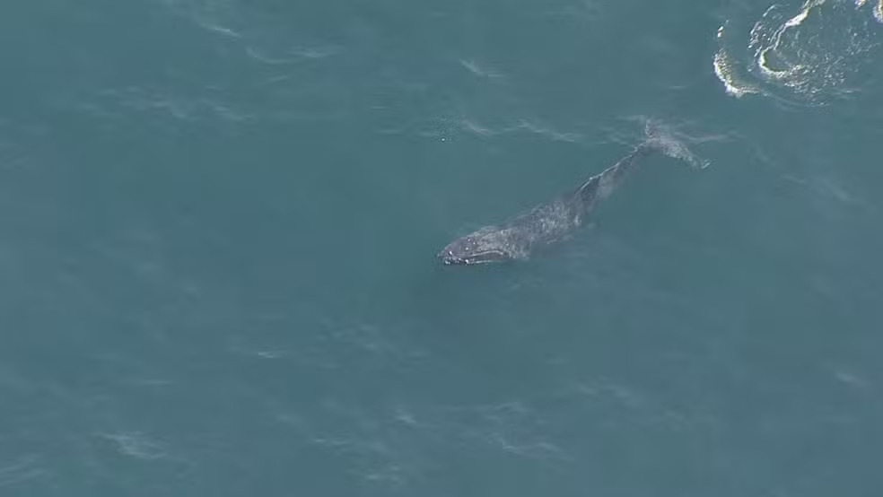 Baleia jubarte é vista próxima à Praia da Joatinga e encanta banhistas no Rio